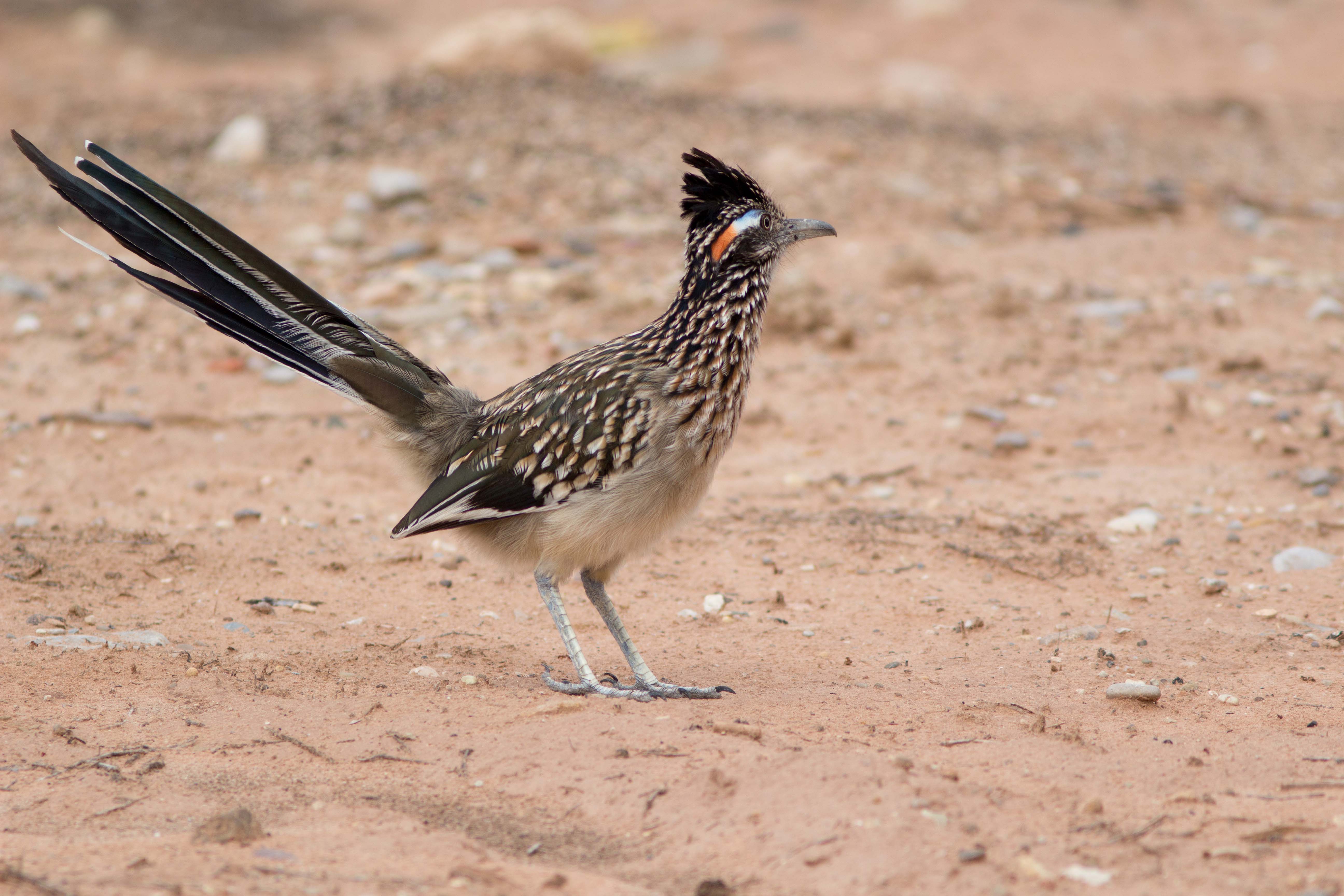 roadrunner